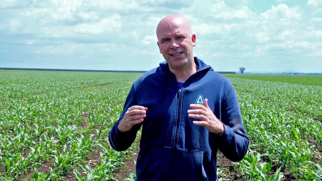 Chief® i Nicogan® uspešno štite kukuruz od korova