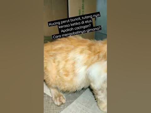 Cara mengobati kucing cacingan gimana?