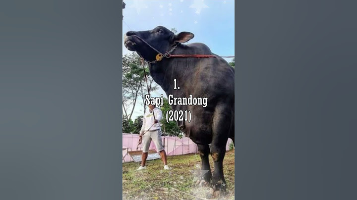 SAPI JUMBO_SAPI KURBAN IRFAN HAKIM DARI TAHUN KE TAHUN #shorts #sapi #cow #sapijumbo #artis #irfan