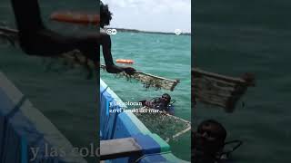 🔴 ALMUERZO PARA LAS VACAS MARINAS