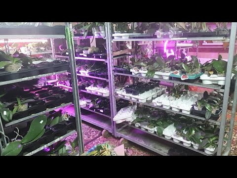 Усть Лабинск Магазин Для Орхидей Где Купить