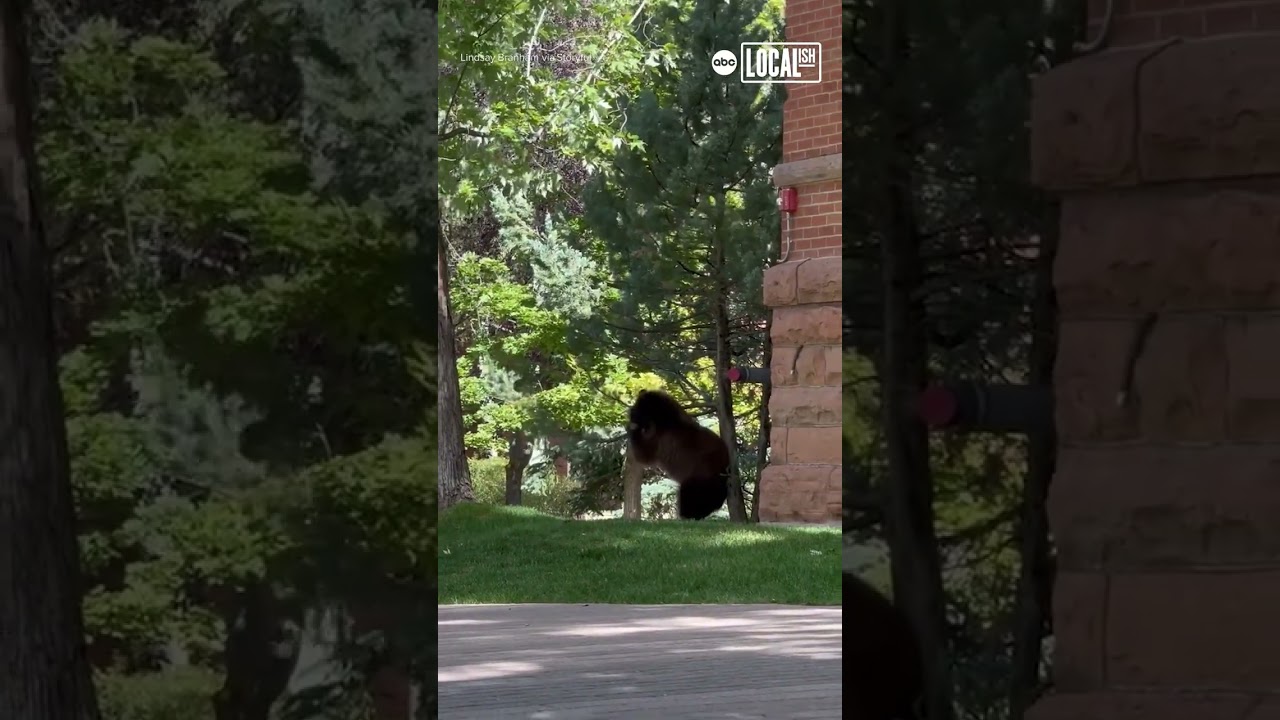 Bear uses tree as back-scratcher