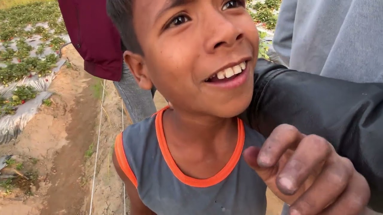 Strawberry Plantation Araria 🔥😍 