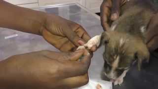 Gunjur puppies: Abscess opening