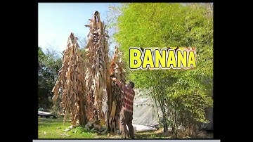 Cutting the Bananas. After a HARD Winter