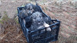 Rescue Poor 6 Wet and Blind Puppies Abandoned to Dead Shaking in Cold under Heavy Rain, Snow