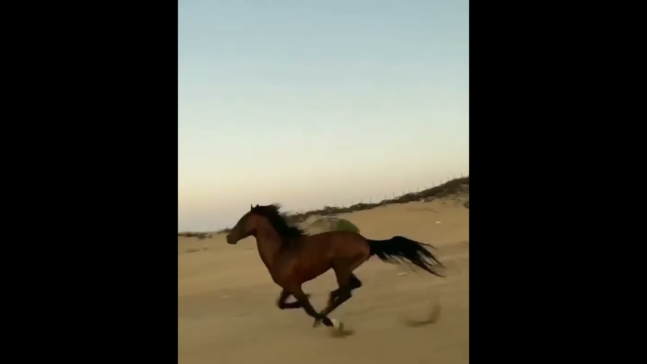 Chopqir ot 🐎🐎🐎