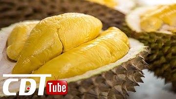 Người mắc bệnh tiểu đường có thể ăn sầu riêng không?| CDT NEWS