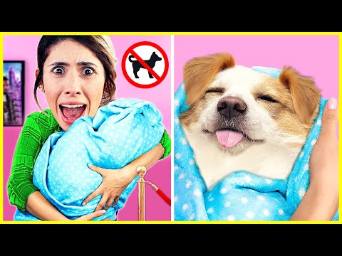 Video: Köpeğinizin Çok Sevdiği Bir Ev Nasıl Bulunur?