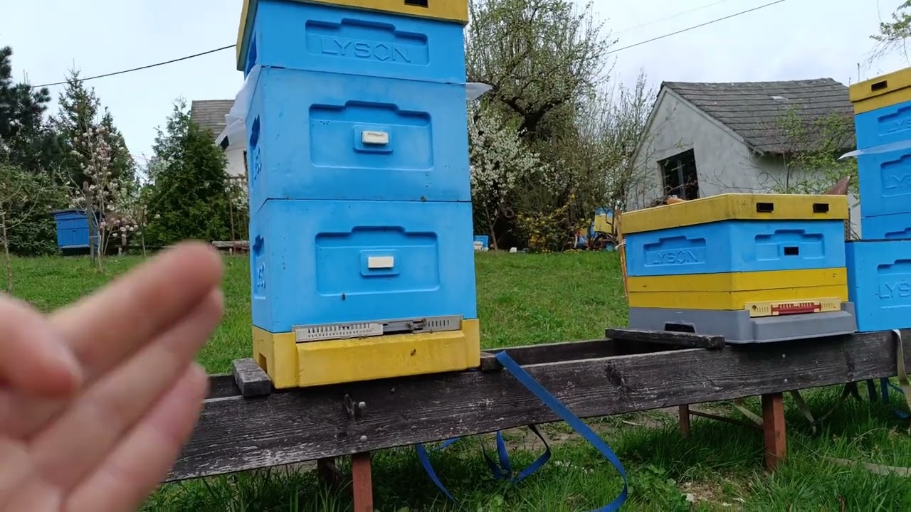 Łączenie rodzin pszczelich.