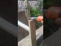 a process #amazingtricks #woodworking #virals