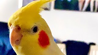 Spending Time with My Cockatiel by David Morgan 34 views 3 years ago 3 minutes, 7 seconds