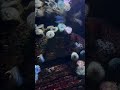 Currents are just like wind #oceanarium