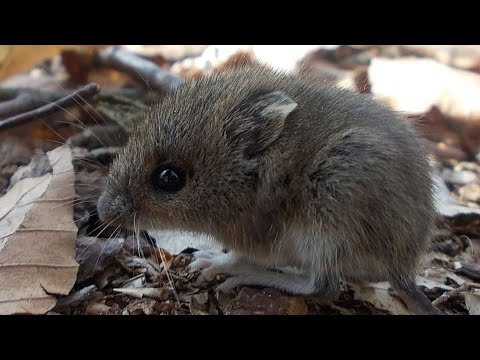 Как пищит или говорит мышь?