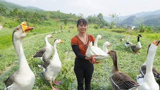 Harvesting Ducks and Cook Whole Fried Duck Go To Market Sell - New Free Bushcraft