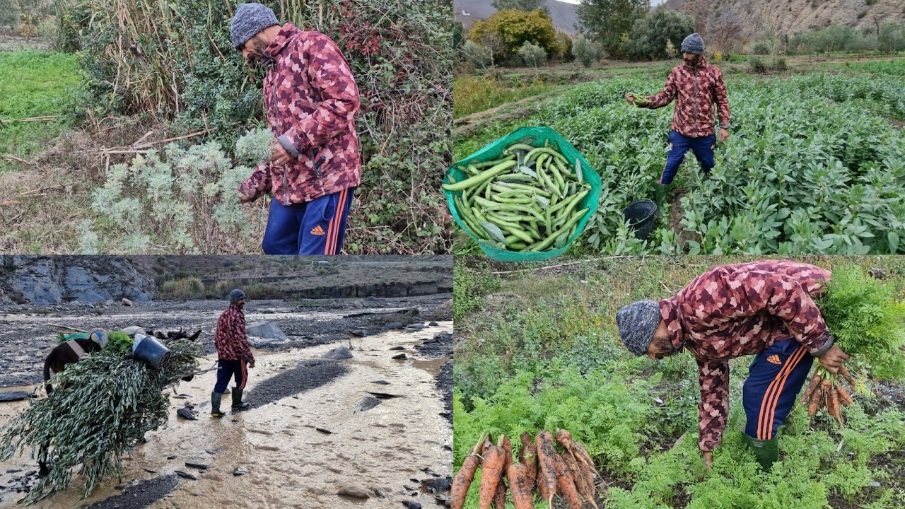 الفلاحة بعد تساقط الأمطار المنتجات طبيعية/أغزا غيس إقليم الحسيمة شمال المغرب 