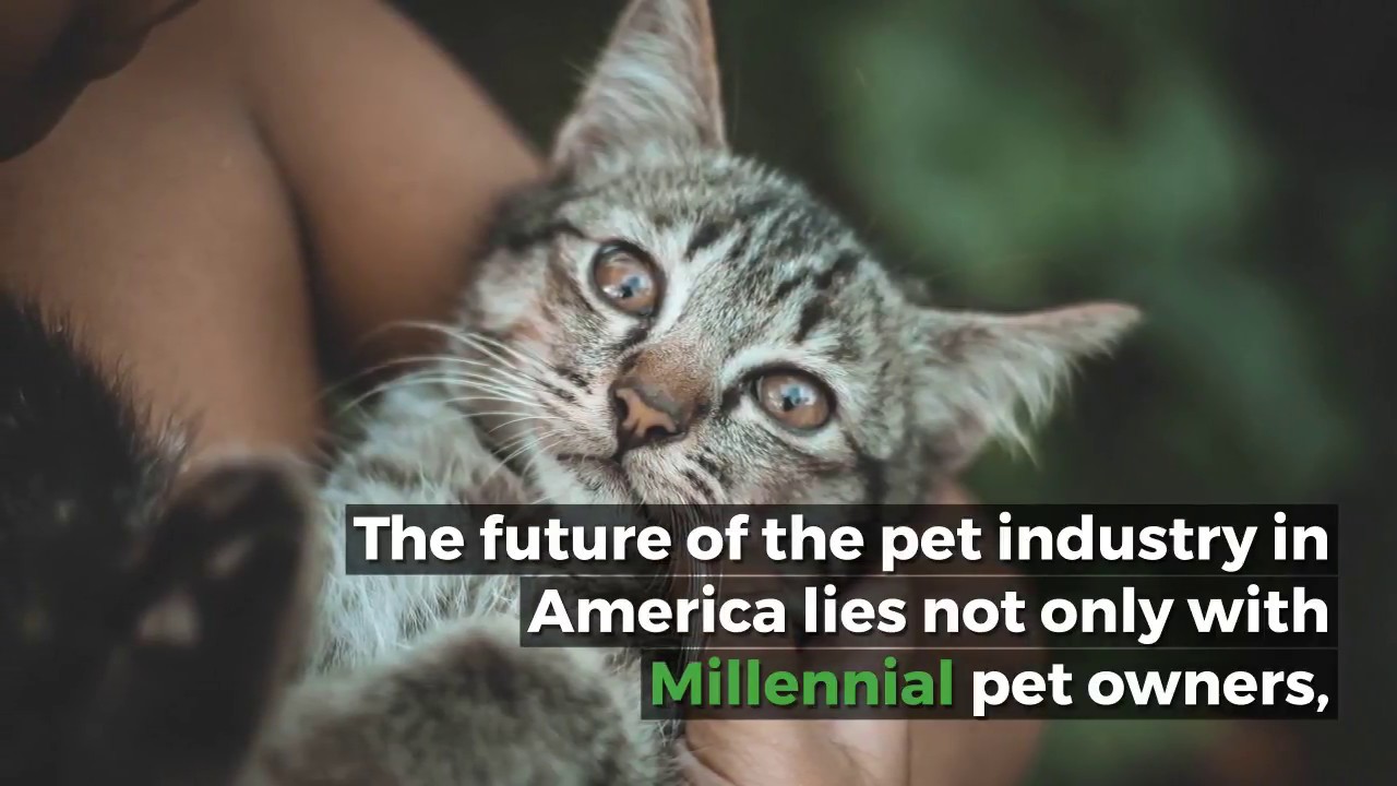 Gen Z and Millennials as Pet Market Consumers: Dogs, Cats, Other Pets