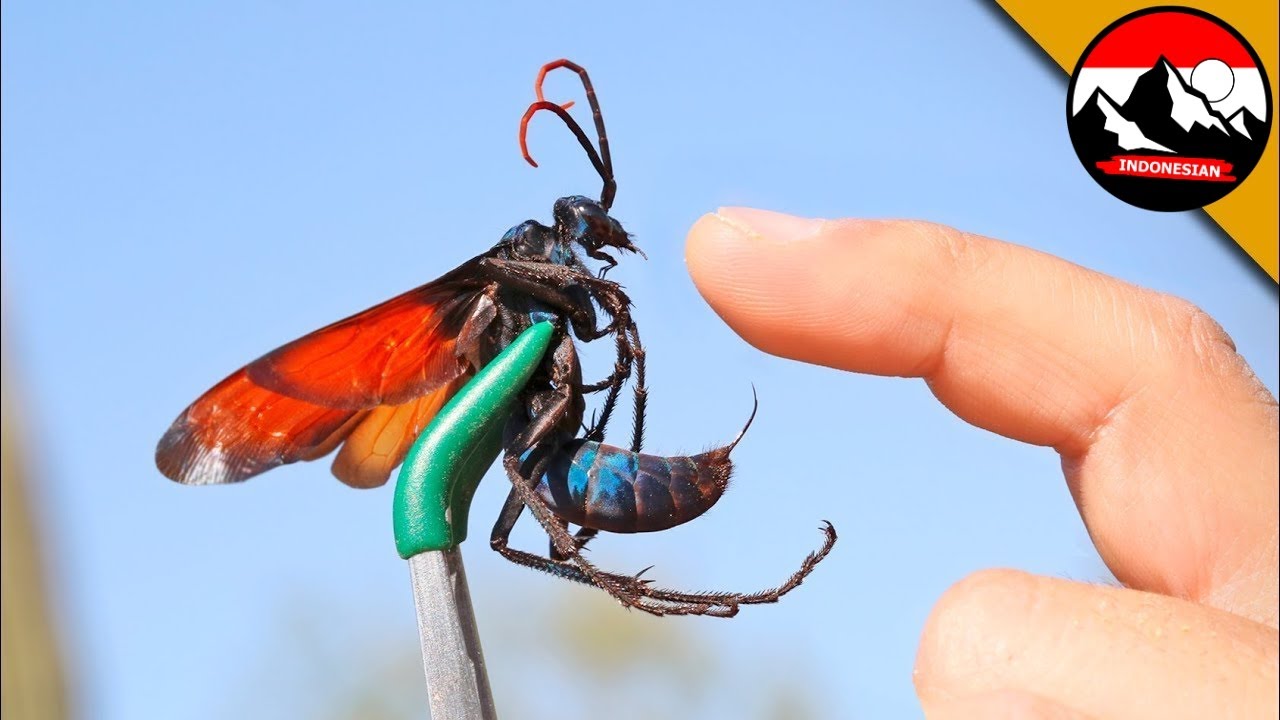 Gigitan TARANTULA HAWK! Tawon terbesar di dunia di alam liar | Brave Wilderness Indonesian