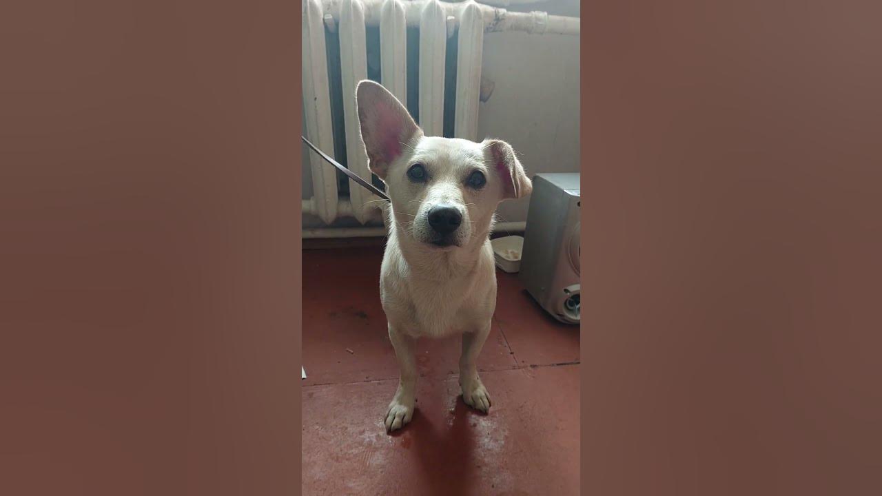 funny dog / смішний собака - YouTube