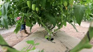 actividades a 50 días de transplante 🍅😎👌 Tomates Calidad de México