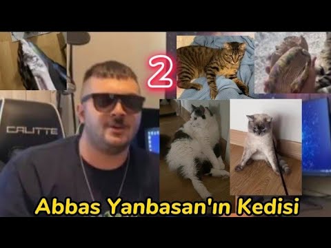 Abbas Yanbasan'ın Kedisi  TikTok Videoları 2