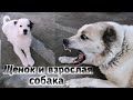 Алабай.Знакомство.Щенок и взрослая собака.