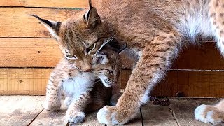 LYNX HANNAH MEETS HER KITTEN