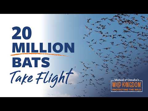The Bats of Texas | S1 E4 | Protecting the Wild