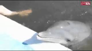 DELFIN SE VIOLA A MUJER XHDKHXUSHX❤ DELFIN SE VIOLA A MUJER XHDKHXUSHX❤