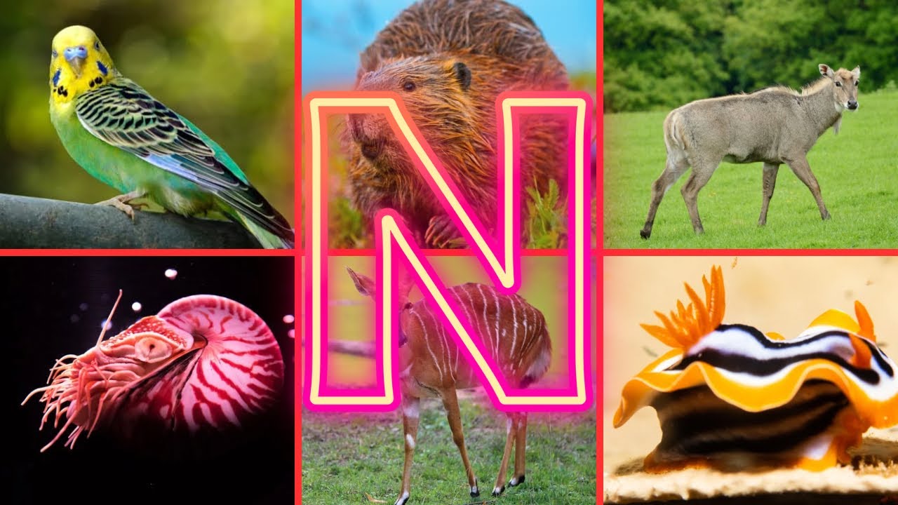 Выучите названия животных на букву Н | Названия животных на английском языке с картинками | Назва...