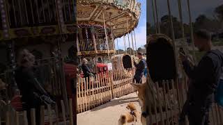 Shiba Dog’s Loud Vocalization Near a Park Attraction