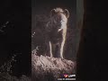 فزعه حيوانات على اسد
