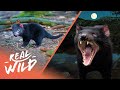 What Exactly Are Tasmanian Devils? | Australia&#39;s Wild Places | Real Wild