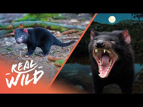 Video: Tasmanian devil, animal: description, distribution, lifestyle