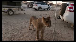 9 Lions, Mabuasehube wild camping at it