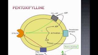 pentoxifillin hatása a látásra