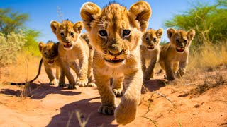 Baby Cute Animals 4K~ Relaxing Music That Heals Stress, Anxiety, Depressive Conditions, Gentle Music screenshot 5