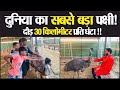 30 किलोमीटर प्रति घंटे के हिसाब से दौड़ने वाला पक्षी । EMU FARMING ।