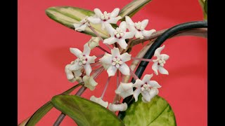 A Visit with Hoya australis 'Lisa'