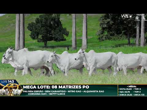 LOTE 143   MEGA LOTE