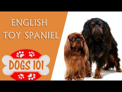 Video: English Toy Spaniel Razza Di Cane Ipoallergenico, Salute E Durata Della Vita