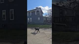 Dog Walk Update 12/19/2025 #louisville #dog #walk #weather #autumn #fall #winter #friday