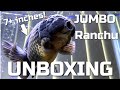 JUMBO RANCHU UNBOXING - New Goldfish unboxing