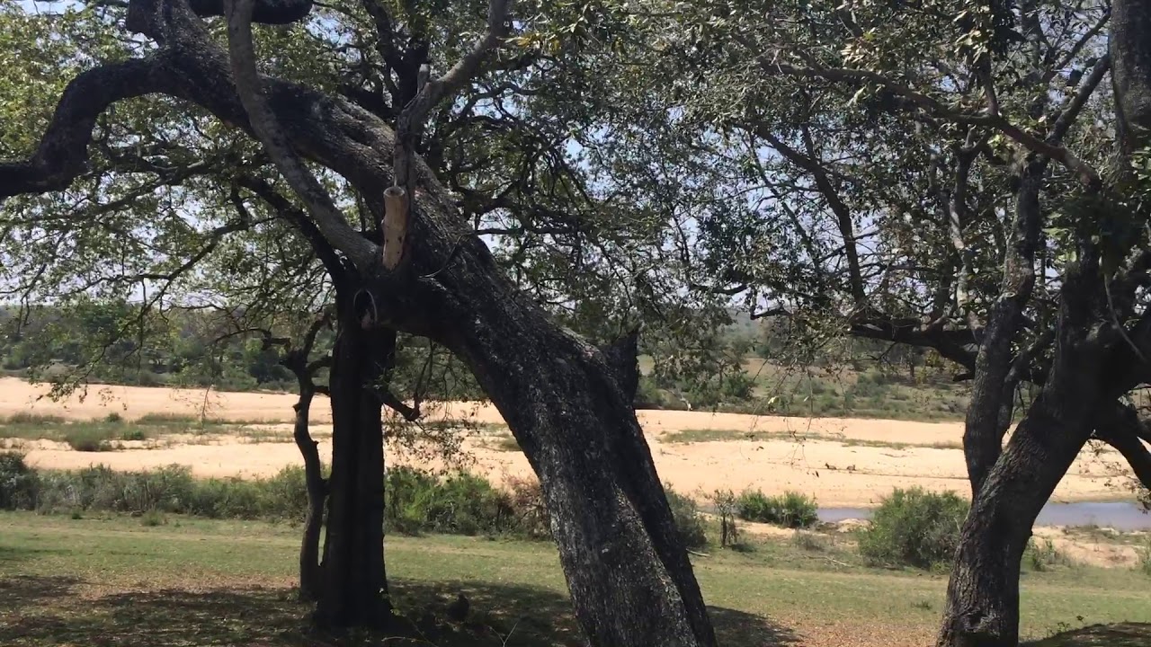 Mala Mala game reserve YouTube Mala Mala game reserve YouTube