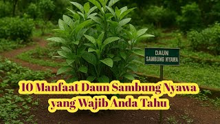 10 Manfaat Daun Sambung Nyawa untuk Kesehatan | Cara Konsumsi & Efek Sampingnya. 