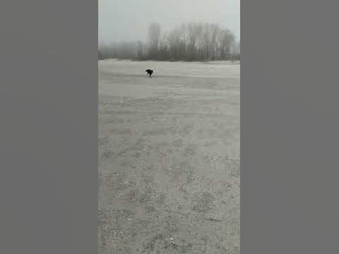 Наш Рижій♥️ - YouTube
