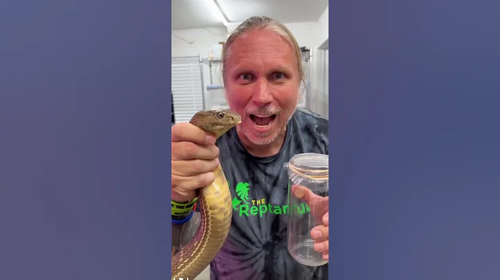 King Cobra Venom Milking! #shorts - DayDayNews