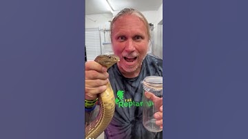 Thumbnail of King Cobra Venom Milking! #shorts