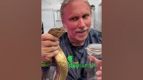 King Cobra Venom Milking! #shorts