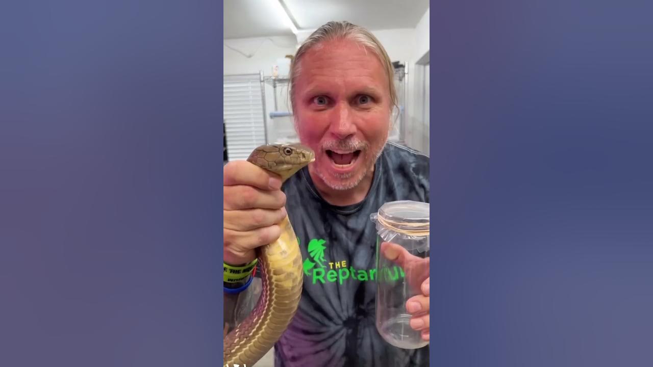 King Cobra Venom Milking! #shorts